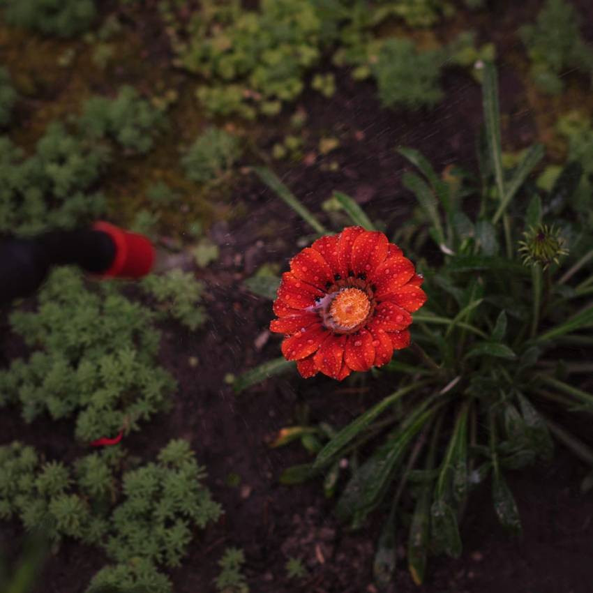 Обприскувач пневматичний 8л FLORA (5003234)-5003234